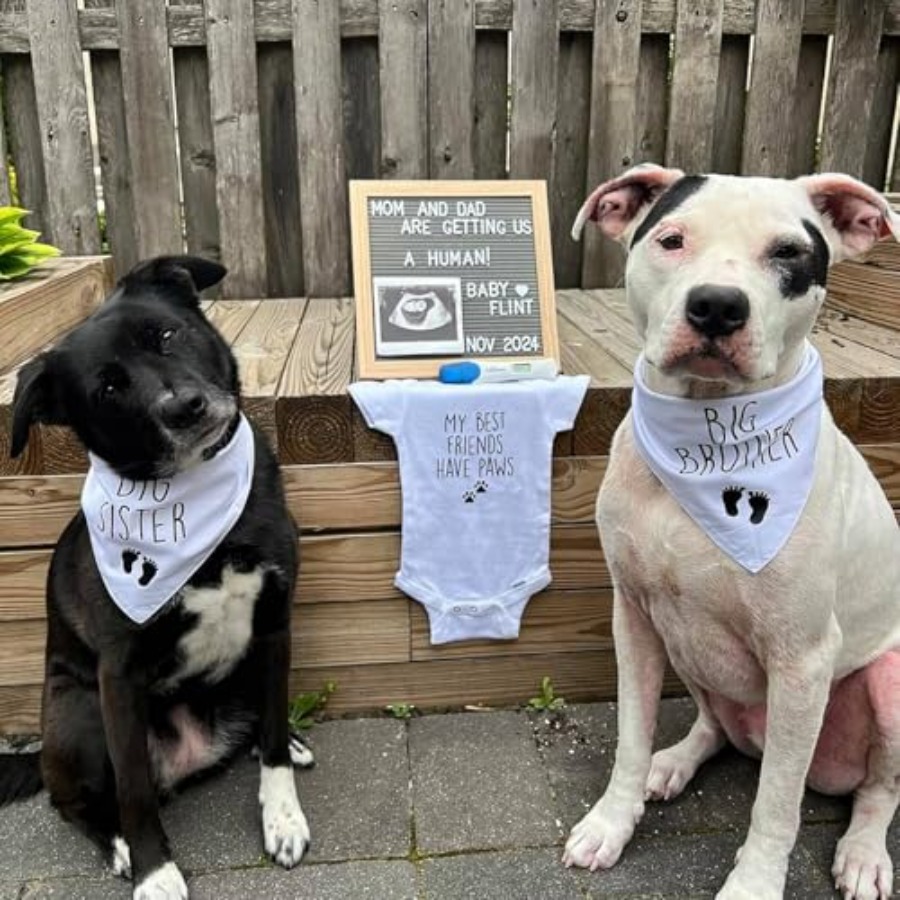 Blank Dog Bandanas Large-1PCS, - Bandana Blank White incelemesi ve fiyatı